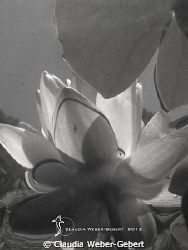 under the surface - in B&W
freshwater series by Claudia Weber-Gebert 